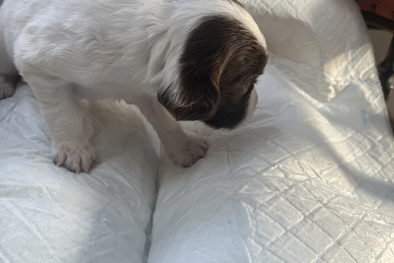 English Springer Spaniel