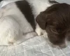 English Springer Spaniel