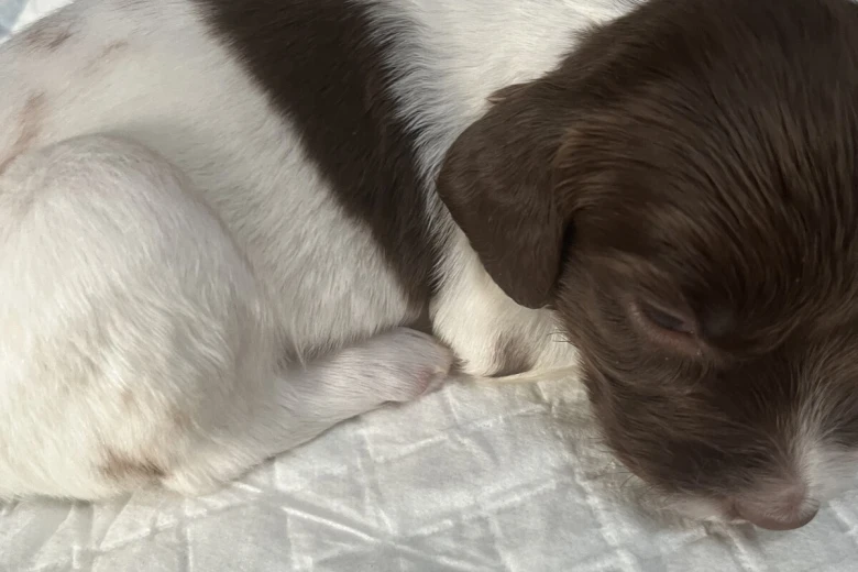 English Springer Spaniel