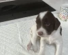English Springer Spaniel
