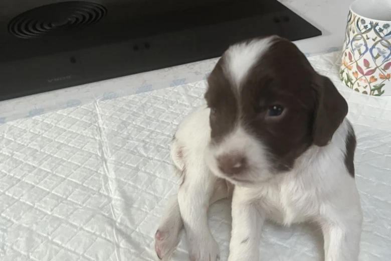 English Springer Spaniel