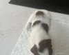 English Springer Spaniel