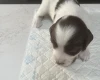 English Springer Spaniel