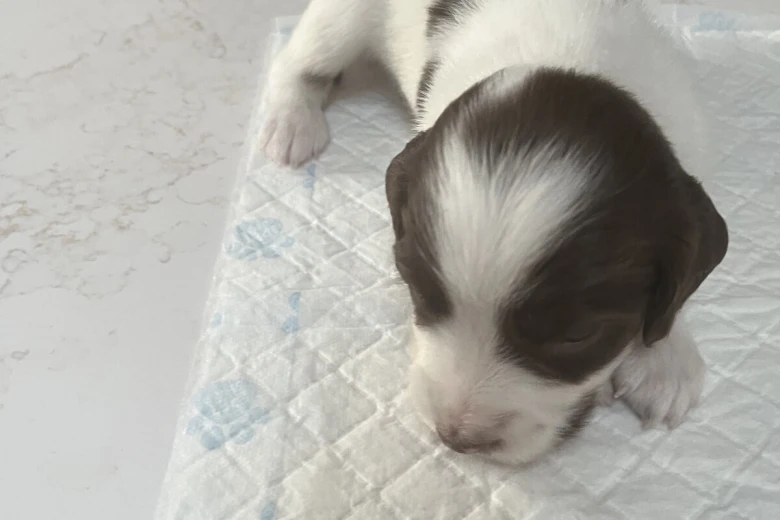 English Springer Spaniel