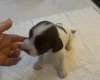 English Springer Spaniel