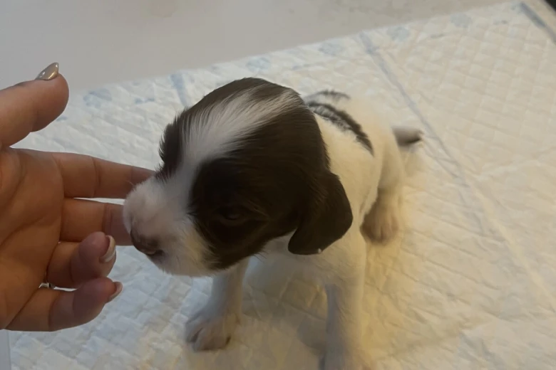 English Springer Spaniel