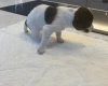 English Springer Spaniel