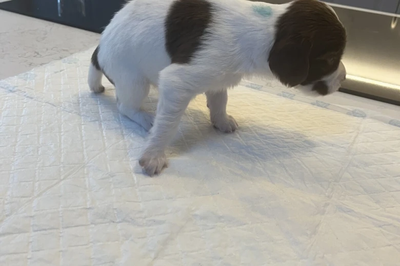 English Springer Spaniel