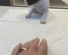 English Springer Spaniel