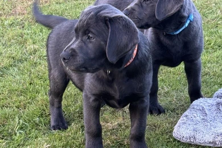 Labrador Retriever