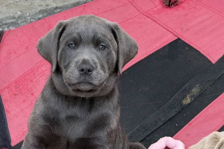 Labrador Retriever