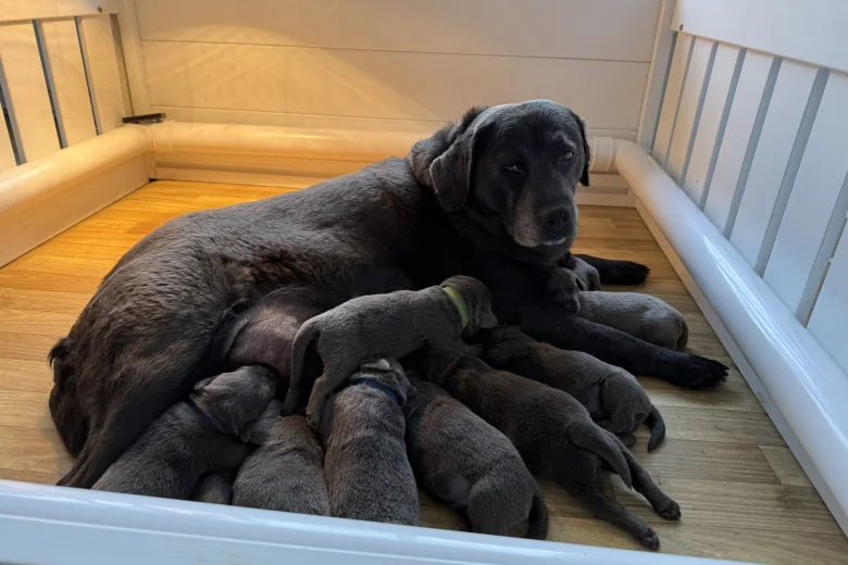Labrador Retriever