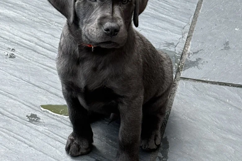 Labrador Retriever