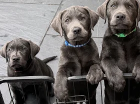 Labrador Retriever
