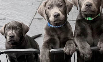 Labrador Retriever