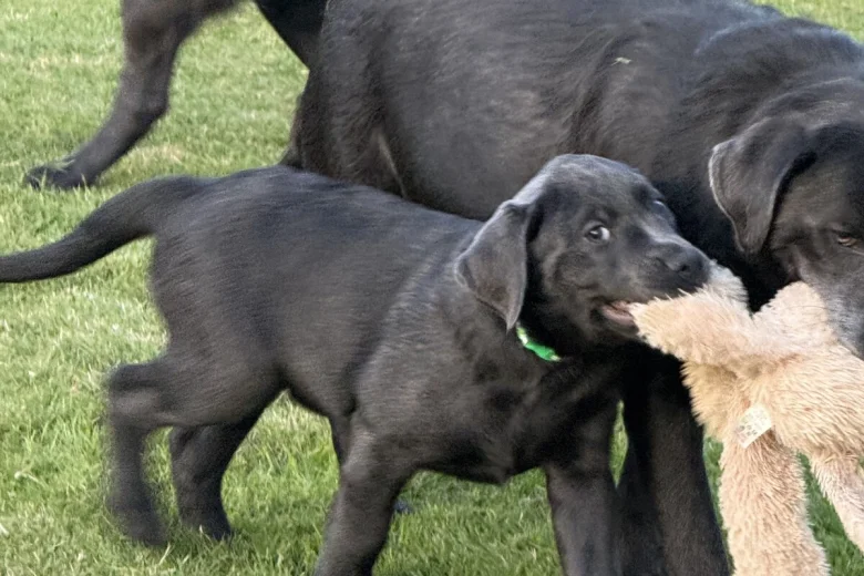 Labrador Retriever