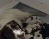 English Springer Spaniel
