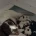English Springer Spaniel