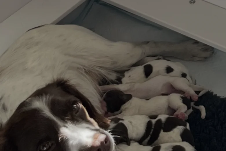 English Springer Spaniel