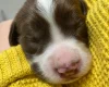 English Springer Spaniel
