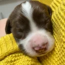English Springer Spaniel