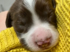 English Springer Spaniel