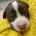 English Springer Spaniel