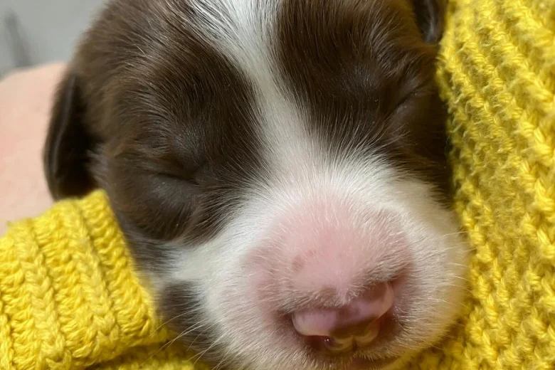 English Springer Spaniel