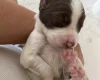 English Springer Spaniel