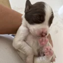 English Springer Spaniel