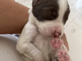 English Springer Spaniel