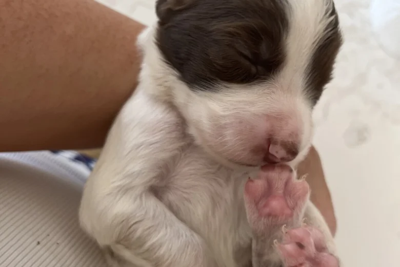 English Springer Spaniel