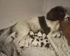 English Springer Spaniel
