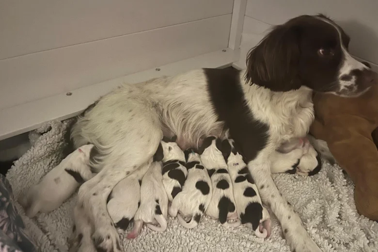 English Springer Spaniel