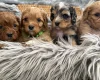 Cavapoo
