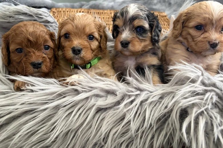 Cavapoo