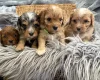Cavapoo