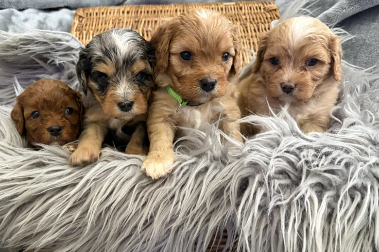 Cavapoo