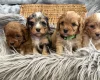 Cavapoo