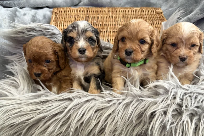 Cavapoo