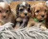 Cavapoo