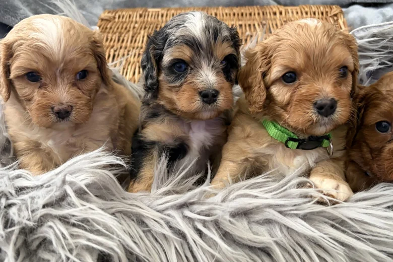 Cavapoo