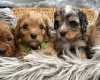 Cavapoo