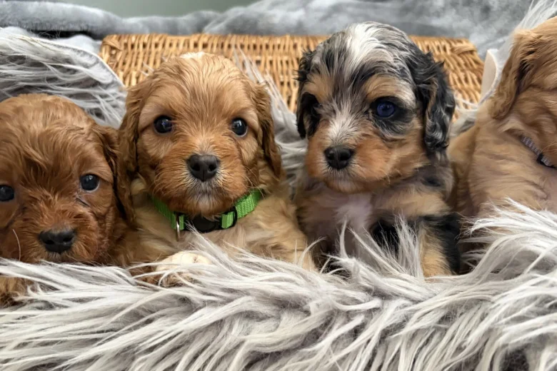 Cavapoo
