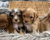Cavapoo