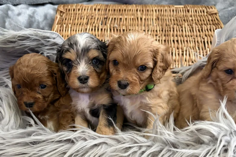 Cavapoo
