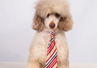 Stud