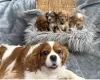 Cavapoo