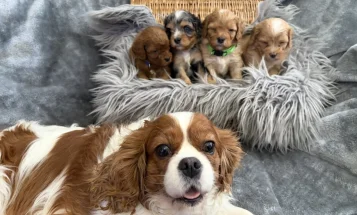 Cavapoo