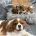 Cavapoo